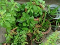 Green plants leaves holy basil alovera plants Royalty Free Stock Photo