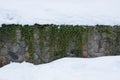 Green plants on a stone foundation wall in white snow Royalty Free Stock Photo