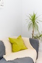 Green plants in the living room, with sofa and colorful pillows Royalty Free Stock Photo