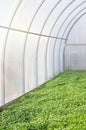 Green plants, green manure in a greenhouse. Sowing mustard. Concept of natural soil enrichment. Vertical crop Royalty Free Stock Photo