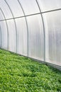 Green plants, green manure in a greenhouse. Sowing mustard. Concept of natural soil enrichment. Vertical crop Royalty Free Stock Photo