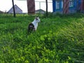 Green plants in the meadow and cat,  fence and blue  house Royalty Free Stock Photo