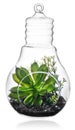 Green plants in the middle of the transparent bulb.