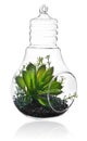 Green plants in the middle of the transparent bulb.