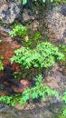 Green plants and green moss and rocks Royalty Free Stock Photo