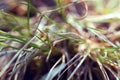 green plants of mountain litter