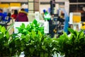 Green plants in the office. Eco interior in the office Royalty Free Stock Photo