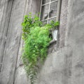 Green plants in an old window sil Royalty Free Stock Photo