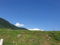 Green Plants paddy fields and blue open sky a natural beauty and beautiful scenery in summer. Landscape view of nature looks cool Royalty Free Stock Photo