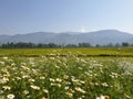 Green Plants paddy fields and blue open sky a natural beauty and beautiful scenery in summer. Landscape view of nature looks cool Royalty Free Stock Photo