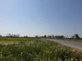 Green Plants paddy fields and blue open sky a natural beauty and beautiful scenery in summer. Landscape view of nature looks cool Royalty Free Stock Photo