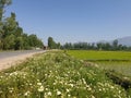 Green Plants paddy fields and blue open sky a natural beauty and beautiful scenery in summer. Landscape view of nature looks cool Royalty Free Stock Photo