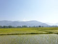 Green Plants paddy fields and blue open sky a natural beauty and beautiful scenery in summer. Landscape view of nature looks cool Royalty Free Stock Photo