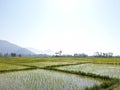Green Plants paddy fields and blue open sky a natural beauty and Royalty Free Stock Photo