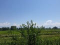 Green Plants paddy fields and blue open sky a natural beauty and beautiful scenery in summer. Landscape view of nature looks cool Royalty Free Stock Photo