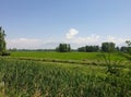 Green Plants paddy fields and blue open sky a natural beauty and beautiful scenery in summer. Landscape view of nature looks cool Royalty Free Stock Photo