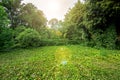 Green plants in a park with green trees and a glade in ivy leaves. Royalty Free Stock Photo