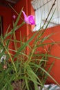 Green Plants with Pink Flower in the Greenhouse Garden Royalty Free Stock Photo