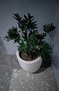 Green plants planted in small pots Royalty Free Stock Photo