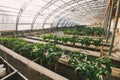 Green plants in pots and beds in greenhouse Royalty Free Stock Photo