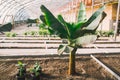 Green plants in pots and beds in greenhouse