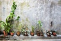 The green plants in a pots in on grange wall.