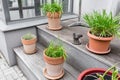 Green plants in pots. Outdoor on the summer patio. Small townhouse perennial summer garden. Vienna, Austria. Royalty Free Stock Photo