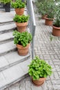 Green plants in pots. Outdoor on the summer patio. Small townhouse perennial summer garden. Vienna, Austria. Royalty Free Stock Photo