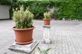 Green plants in pots. Outdoor on the summer patio. Small townhouse perennial summer garden. Vienna, Austria. Royalty Free Stock Photo