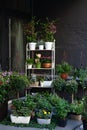 Green Plants in pots placed on table in street flower shop. Shop for houseplants and potted flowers. Street cozy decoration of flo Royalty Free Stock Photo