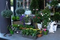 Green Plants in pots placed on table in street flower shop. Shop for houseplants and potted flowers. Street cozy decoration of flo Royalty Free Stock Photo