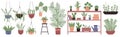 Green plants in pots set, flowerpots hanging in macrame, houseplants growing on shelf