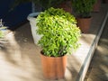 Green plants in pots on the street