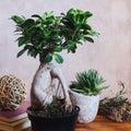 Green plants in pots in stylish interior. Potted bonsai tree, ficus ginseng on wooden table. Houseplants, home decor.