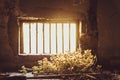 Green Plants reaching the Light through Window Prison |Ã¢â¬Å Conceptual Photo