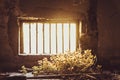 Green Plants reaching the Light through Window Prison |Ã¢â¬Å Conceptual Photo Royalty Free Stock Photo