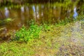 Green plants in river water Royalty Free Stock Photo
