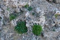 green plants on the rocks in negev Royalty Free Stock Photo