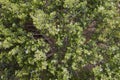 green plants on the rocks in negev Royalty Free Stock Photo