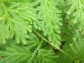 Green plants Selaginella plana/ Spike moss / Terrarium / Paludarium