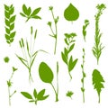 Green plants set isolated on white background. Vector illustration Royalty Free Stock Photo