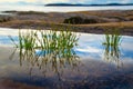 Green plants in silent water