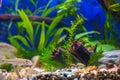 Green plants, snags and minnows in home decorative aquarium Royalty Free Stock Photo