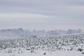 Green plants in the snow in December Royalty Free Stock Photo