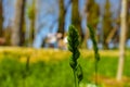 The green plants of spring