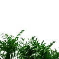 green plants, springs, leaf on transparent, plants elements