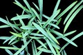 Green plants, sprouts and leaves of bushes in the spring home garden. Close-up view on an isolated background. Royalty Free Stock Photo