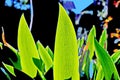 Green plants, sprouts and leaves of bushes in the spring home garden. Close-up view on an isolated background. Royalty Free Stock Photo