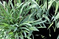 Green plants, sprouts and leaves of bushes in the spring home garden. Close-up view on an isolated background. Royalty Free Stock Photo