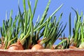 Green plants, sprouts and leaves of bushes in the spring home garden. Close-up view on an isolated background. Royalty Free Stock Photo